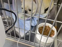 -爱侣宠医·鹦鹉专科·小型哺乳类·异宠专科(灵石路店)