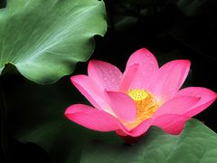 -陈家山荷花公园