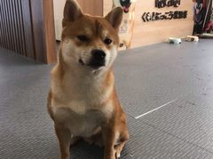 -柴源莊·柴小宠柴犬咖啡