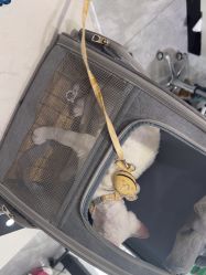 -镁连社·美联社