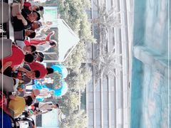 -芜湖新华联大白鲸海洋公园