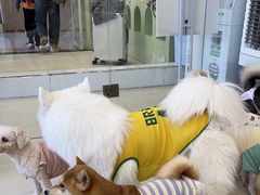 -怪兽屋·羊驼·猫咖·狗咖(俊华广场店)