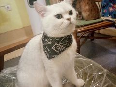 -猫色咖啡·猫咖