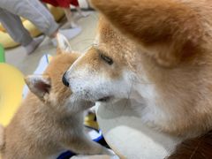 -逗柴咖啡屋·狗咖猫咖宠物桌游