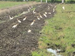 -嘉北郊野公园