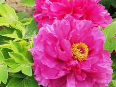 -莲花池公园