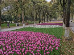 -上海鲜花港