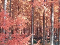 -黄海国家森林公园