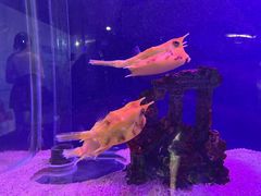-大连圣亚海洋世界