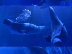 -多彩贵州城极地海洋世界