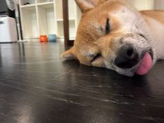 -瑞派申生动物医院·24H夜诊·国际动物医疗中心·骨外科(吴中路店)