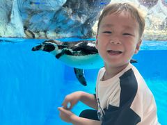 -帝企鹅自助餐厅•儿童岛•真企鹅(长隆企鹅酒店)