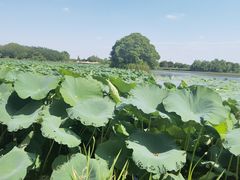 -梁鸿国家湿地公园