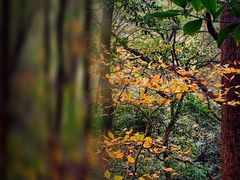 -西湖风景区十里琅珰-五云山