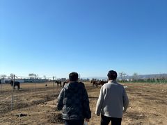 -敕勒川草原