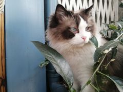 -喵屿·大理花园猫咖