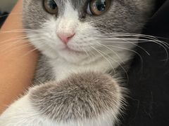 -lincat·猫舍(广州店)