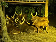 -清迈夜间动物园