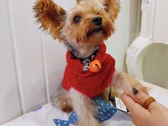 -BABYDOG宝贝狗宠物乐园(欧洲城店)