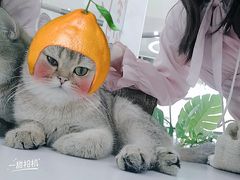 -COLOR PETS 撸猫馆·购猫·猫咖(长风大悦城店)