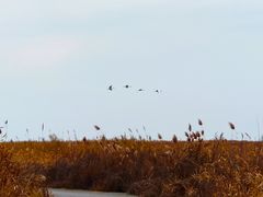 -盐城丹顶鹤湿地生态旅游区