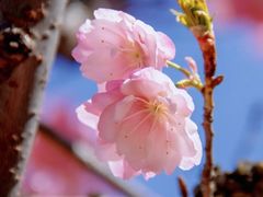 -高东镇樱花园
