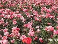 景点-武汉紫薇都市田园