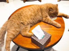 -藏猫猫咖啡主题馆(中央大道店)