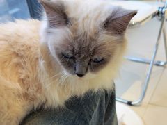 -怪兽屋·羊驼·猫咖·狗咖(俊华广场店)