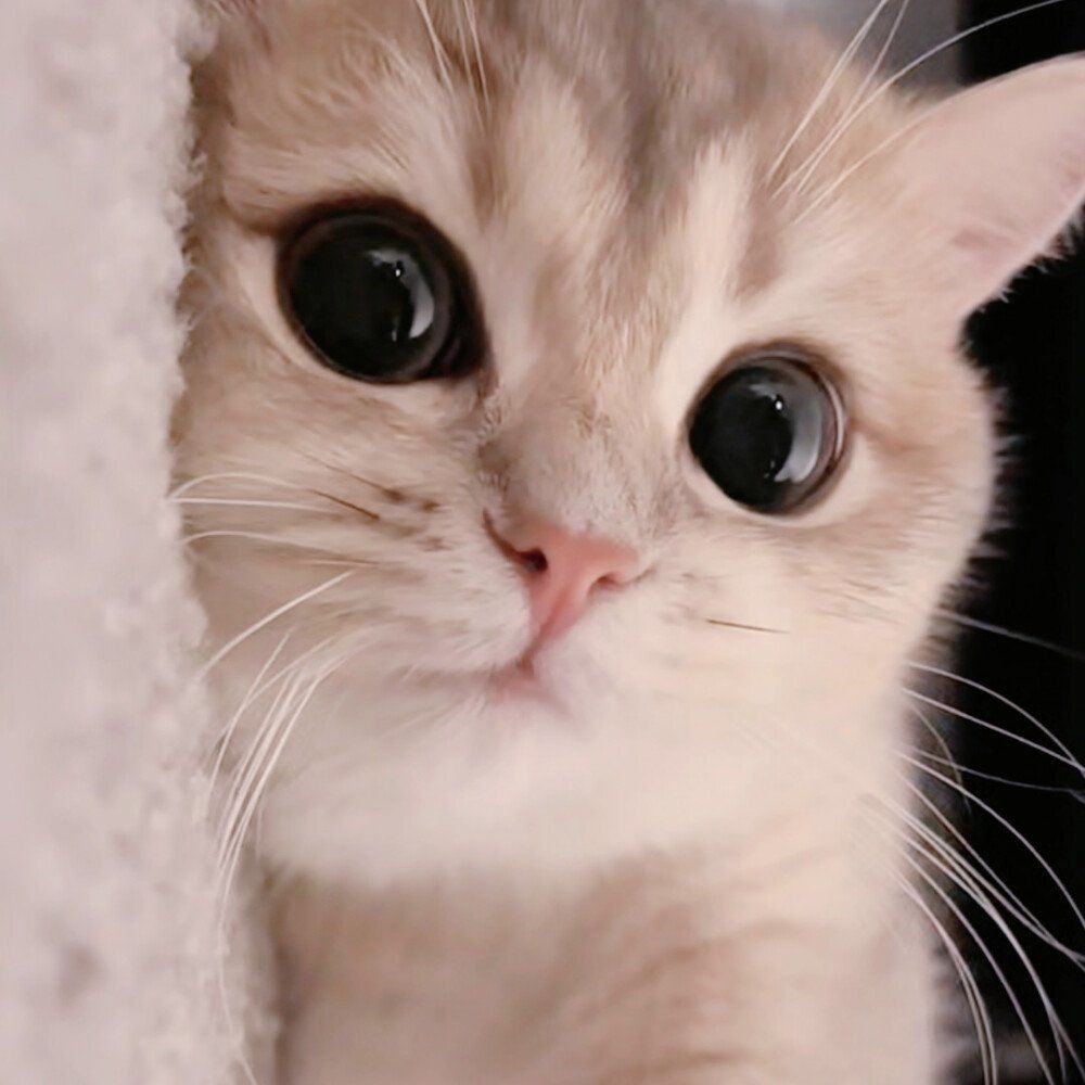 猫咪表情萌翻天