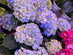 -花鸟鱼虫鲜花绿植市场(玉泉路店)