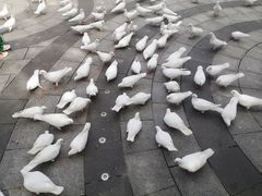 -南宫五洲植物乐园