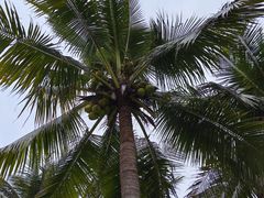 -一茶一点(海景店)