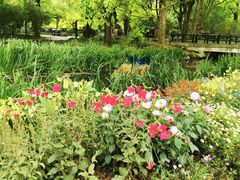 -上海共青森林公园