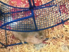 -钓仓鼠(洋桥北里小区店)