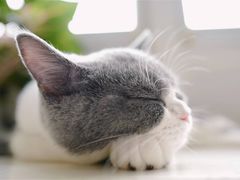-糯米喵星人总部直营旗舰店·猫舍·幼猫出售