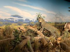 -陕西自然博物馆