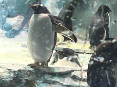 -帝企鹅自助餐厅•儿童岛•真企鹅(长隆企鹅酒店)