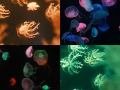 -珠海长隆海洋王国