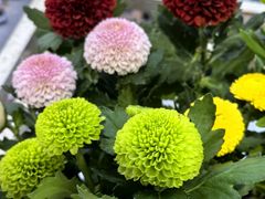 -龙大花卉苗木市场