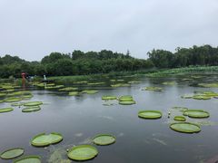 -荷塘月色湿地公园·向阳花洲