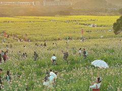 -光明小镇欢乐田园