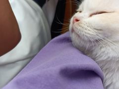 -Heymao猫咖.咖啡厅(东门店)