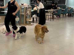 -安格丽娜·狗咖·猫咖羊驼咖(春熙路百盛商场店)