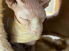 -藏猫猫咖啡主题馆(中央大道店)