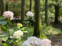 -上海共青森林公园