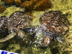 -顺德南宏海立方海洋公园