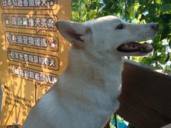 -柴犬高等学院·狗咖·柴犬售卖·宠物训练