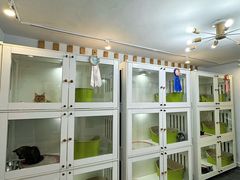 -青奢宠物·青奢猫舍