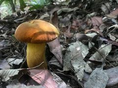 -西双版纳原始森林公园